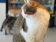-平行世界·猫咖(首经贸店)