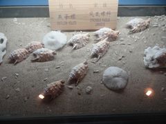 -亚龙湾中心广场·贝壳馆