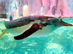 -帝企鹅自助餐厅•儿童岛•真企鹅(长隆企鹅酒店)