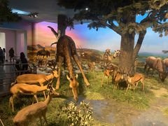 -国家自然博物馆