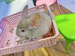 -Moni星球萌宠·小马宝莉·灵蛇·高端高阶全萌宠互动体验俱乐部(红豆国际广场店)
