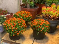 -双季花艺园艺市场(浦东店)