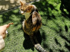 -吉曲花园餐厅