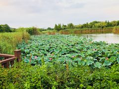 -上海市保健医疗中心(华东疗养院)