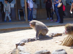 -岚山猴子公园