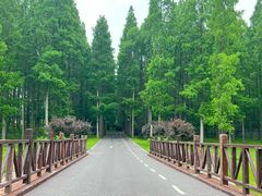 -黄海国家森林公园