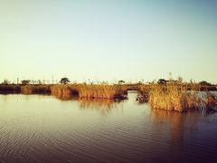 -盐城丹顶鹤湿地生态旅游区