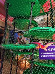 -恐龙探索乐园(磁器口店)