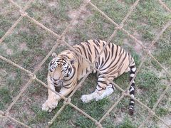 -西霞口神雕山野生动物世界