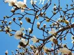-洛阳市隋唐城遗址植物园