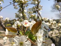 -广富林郊野公园