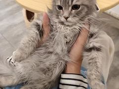 -楼上猫咖(罗湖店)