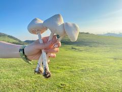 -大姆山草场