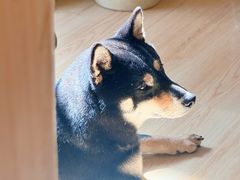 -柴の食堂·日式家庭料理·熊之肆(大学路店)