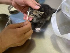 -米苏动物医院·犬猫专科·骨科外科内窥镜