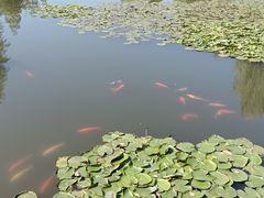 -池杉湖湿地公园