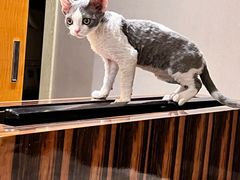 -山宅一喵德文卷毛猫舍