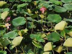 -长春市南湖公园