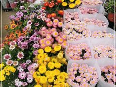 -宝鸡东道花鸟鱼虫市场(吉利花园商场店)
