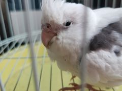 -瑞派名望24h动物医院异宠专科·猫专科·骨科·重症监护分院