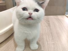 -BABIT巴比特宠物(MOMOPARK店)