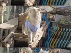 -小时光咖啡馆(北锣鼓巷店)