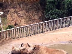 -泉州海丝野生动物世界