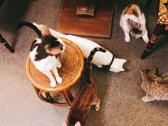 -猫色咖啡·猫咖