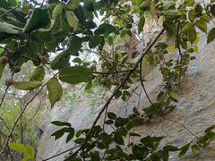 -北京鹫峰国家森林公园