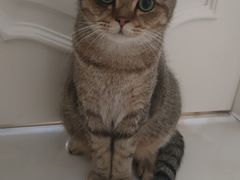 -瑞派宠物医院·犬猫全科·猫友好(宾水西道店)