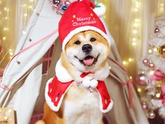 -超宠爱宠物摄影-Super pet