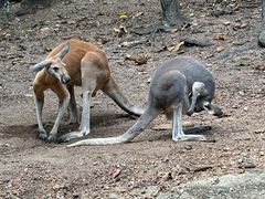 -清迈夜间动物园