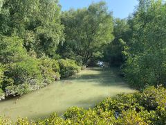 -大亚湾红树林城市湿地公园