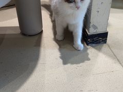 -藏猫猫咖啡主题馆(中央大道店)