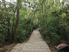 -野狸岛