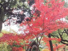 -申粤轩酒楼·三十年粤菜经典(丁香花园店)