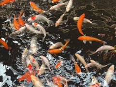 -侠成水上农庄(工业大道店)