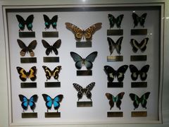 -上海昆虫博物馆