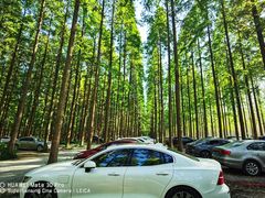 -黄海国家森林公园