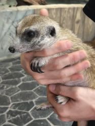 -Zoolung Zoolung动物主题公园(海信广场店)