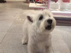 -FAELING PETS美天灵宠物(富力广场店)