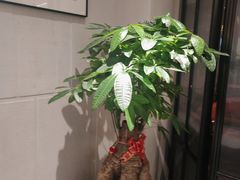 -北国饭店.海鲜.北方菜(新河路店)