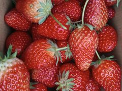 -小鱼草莓采摘园农家乐·小鱼餐厅