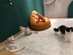 -飞行喵MR PILOT|猫舍·猫咖(静安大融城店)
