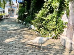 -J Create城市露营咖啡·简餐·宠物(上海动物园店)