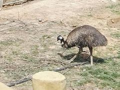 -石家庄市动物园