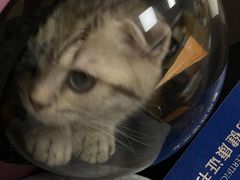 -申普宠物医院·心脏介入·心血管微创(总院)