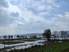 -洱海月湿地公园
