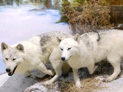 -北京麋鹿生态实验中心