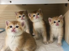 -十年猫舍·猫咪专门店(普陀店)